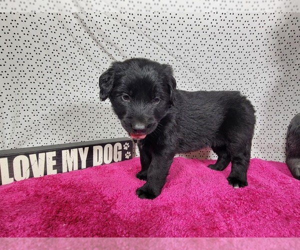 Medium Photo #58 Golden Mountain Dog Puppy For Sale in BLACK FOREST, CO, USA