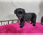 Small #6 Golden Mountain Dog