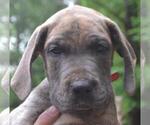 Puppy Red Great Dane