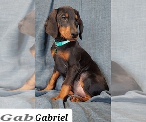 Doberman Pinscher Puppy for sale in POMEROY, OH, USA