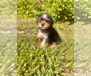 YorkiePoo Puppy for sale in INKSTER, MI, USA