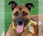 Small #4 German Shepherd Dog Mix