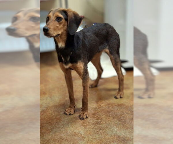 Medium Photo #3 Black and Tan Coonhound-Unknown Mix Puppy For Sale in Mountain View, AR, USA