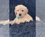 Small #3 Golden Retriever