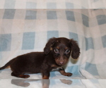 Small #3 Dachshund