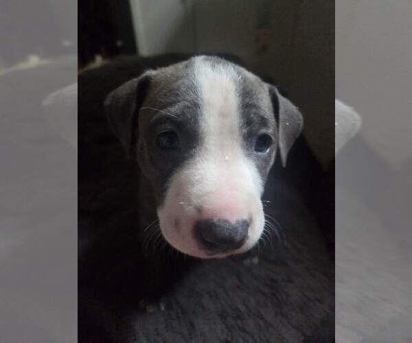 Medium Photo #7 American Staffordshire Terrier-Unknown Mix Puppy For Sale in Holly Springs, NC, USA