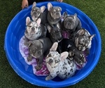 Small #12 French Bulldog