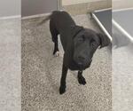 Small #1 Labrador Retriever Mix