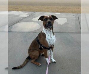 Boxer-Unknown Mix Dogs for adoption in Chandler, AZ, USA