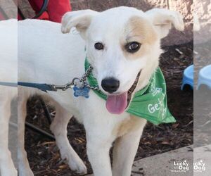 Maisie - Female Collie-Great Pyrenees Mix Dog for Adoption - Photo #4