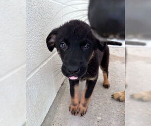 German Shepherd Dog-Unknown Mix Dogs for adoption in Houston, TX, USA