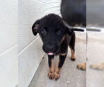 Small German Shepherd Dog Mix