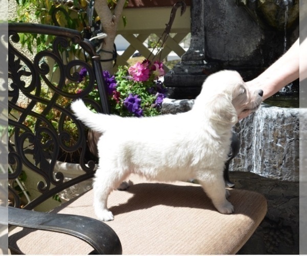 Medium Photo #4 Golden Retriever Puppy For Sale in YORBA LINDA, CA, USA