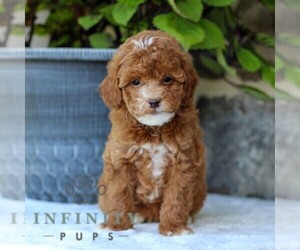 Goldendoodle (Miniature) Puppy for sale in EAST EARL, PA, USA