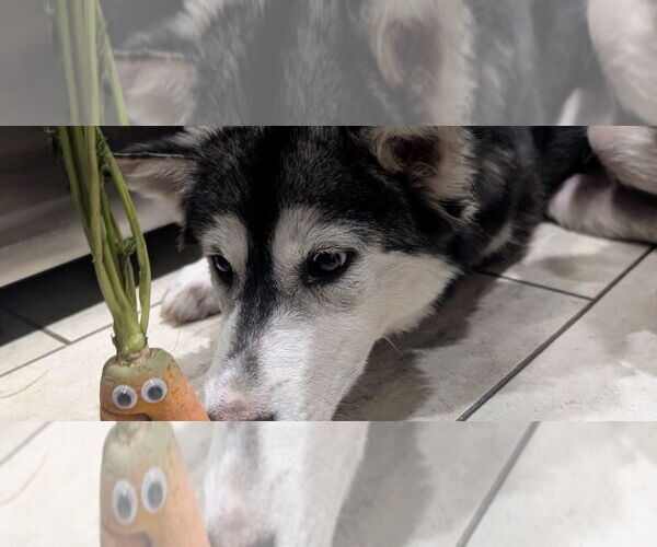 Medium Photo #2 Siberian Husky Puppy For Sale in Omaha, NE, USA