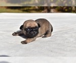 Small #1 Pug