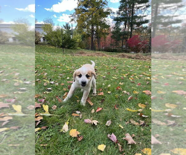 Medium Photo #1 Mutt Puppy For Sale in Garden City, NY, USA