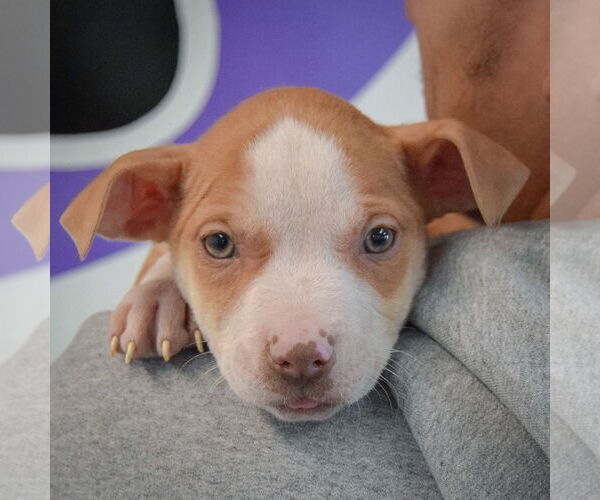 Medium Photo #6 American Staffordshire Terrier-Boxer Mix Puppy For Sale in Huntley, IL, USA