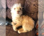 Small #1 Maltese Mix