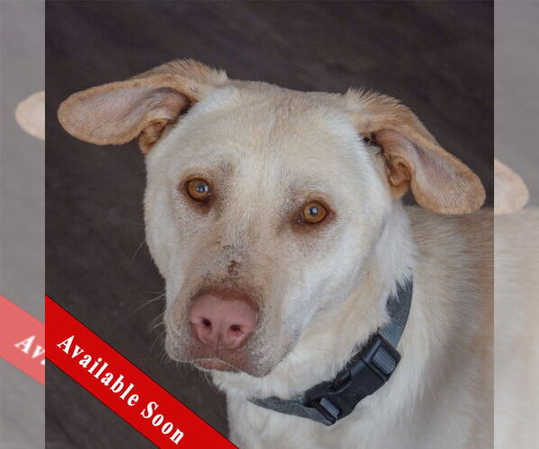 Medium Photo #1 Mutt Puppy For Sale in Huntley, IL, USA