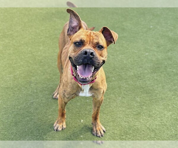 Medium Photo #2 Boxer-Unknown Mix Puppy For Sale in Martinez, CA, USA