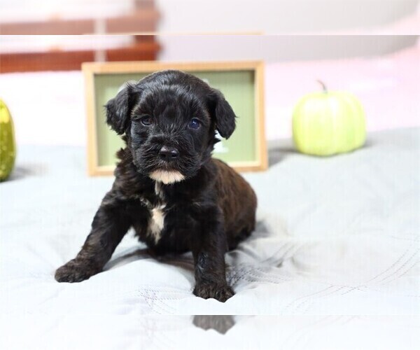Medium Photo #10 Goldendoodle (Miniature) Puppy For Sale in PEMBROKE PINES, FL, USA