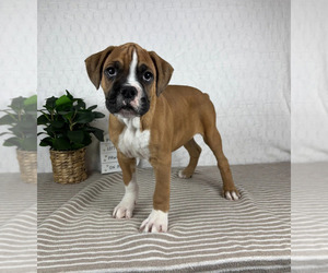 Boxer Puppy for sale in GREENFIELD, IN, USA