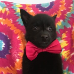 Schipperke Puppy for sale in QUARRYVILLE, PA, USA