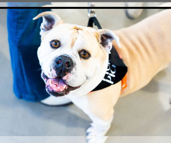 Medium Photo #2 Bulldog Puppy For Sale in San Jose, CA, USA