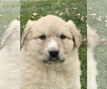 Small Great Pyrenees