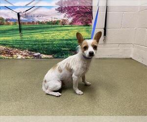 Mutt Dogs for adoption in Moreno Valley, CA, USA