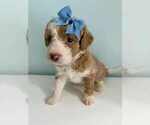 Puppy Nala Aussiedoodle-Labradoodle Mix
