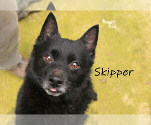 Schipperke Dogs for adoption in Sequim, WA, USA