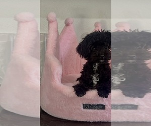 Poodle (Toy) Puppy for sale in NILES, MI, USA