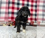 Small Photo #5 Aussiedoodle Miniature  Puppy For Sale in GREENWOOD, IN, USA
