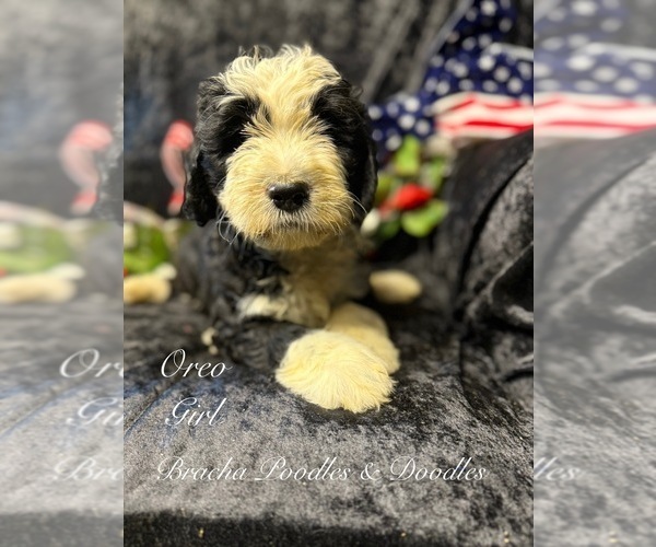 Medium Photo #2 Golden Mountain Doodle  Puppy For Sale in SAINT CLOUD, MN, USA