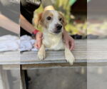 Small #3 Chihuahua Mix