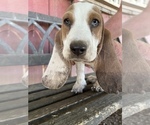 Small Photo #2 Basset Hound Puppy For Sale in SQUAW VALLEY, CA, USA