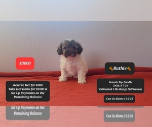 Poodle (Toy) Puppy for sale in TUCSON, AZ, USA
