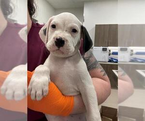 Basset Hound-Unknown Mix Dogs for adoption in Baytown, TX, USA