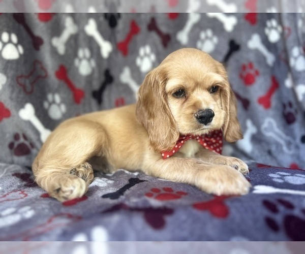 Medium Photo #3 Cocker Spaniel Puppy For Sale in LAKELAND, FL, USA