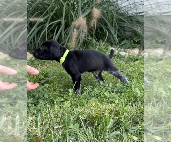 Medium Photo #4 German Shorthaired Pointer Puppy For Sale in XENIA, OH, USA