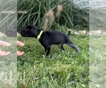 Small #3 German Shorthaired Pointer
