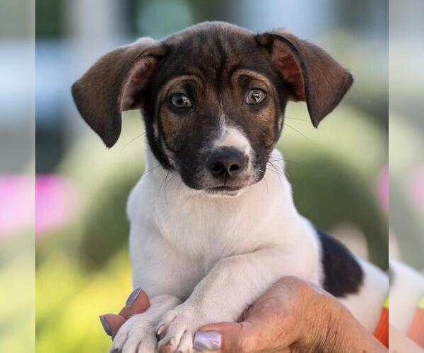 Medium Photo #12 Jack Russell Terrier-Unknown Mix Puppy For Sale in San Diego, CA, USA