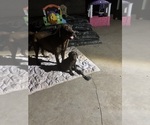 Small #1 Labrador Retriever