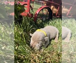 Small #2 Labrador Retriever