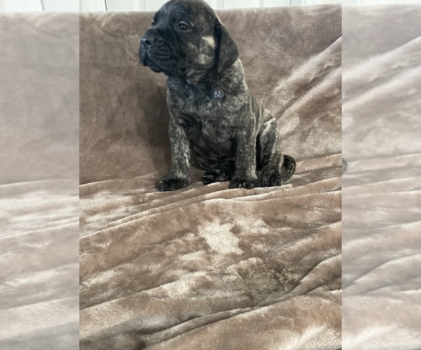 Medium Photo #8 Mastiff Puppy For Sale in VENICE, FL, USA
