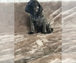Small Photo #8 Mastiff Puppy For Sale in VENICE, FL, USA