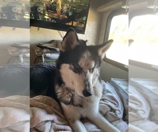 Medium Photo #1 Siberian Husky Puppy For Sale in LIBERTY, MO, USA