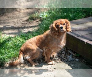 Mother of the Cavalier King Charles Spaniel puppies born on 05/13/2025